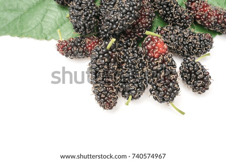 Mulberry berry with leaf isolated on white background macro photography,Food for healthy concept.
