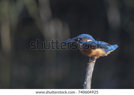 Common Kingfisher ready to fly from a twig