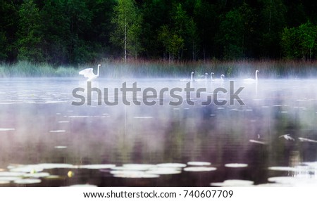 Swans float on the lake in the morning in the fog