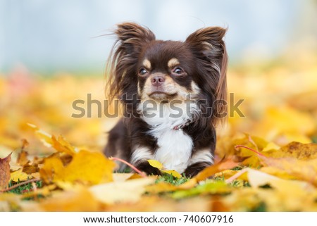 brown chihuahua dog posing in fallen leaves
