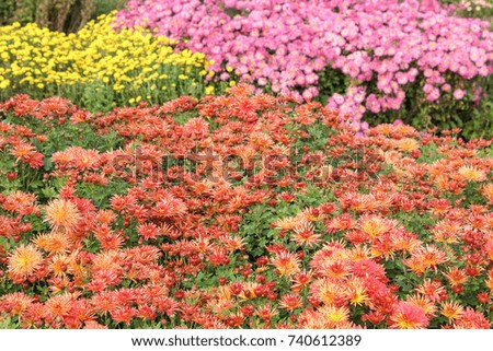 Flower chrysanthemum in autumn garden. Modern photography