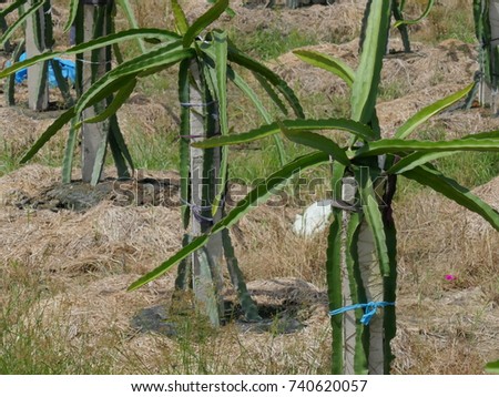 High-quality stock image of dragon fruit trees in garden in the sunny day. Binh Thuan, Vietnam. Dragon fruit is a delicious tropical fruit and the favorite fruit in Vietnam