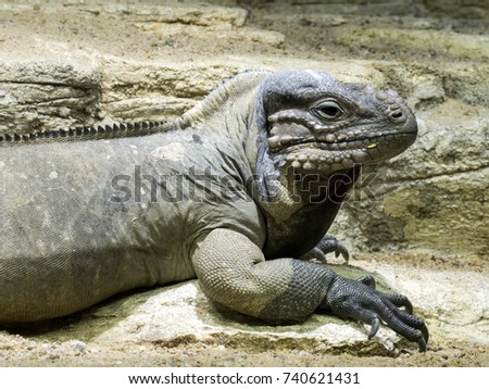 Rhinoceros iguana, Cyclura cornuta, is a massive earth iguana