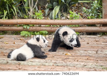 Picture of two cute giant pandas.