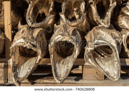 Dried cod fish heads with big open mouths