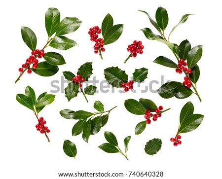 Christmas Holly With Red Berries. Traditional festive decoration. Holly branch with red berries on white.