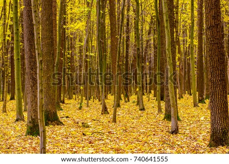 Photo of beautiful orange autumn forest with leaves