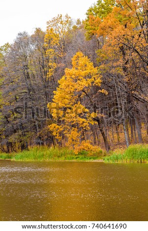 Photo of beautiful orange autumn forest with leaves near the lake