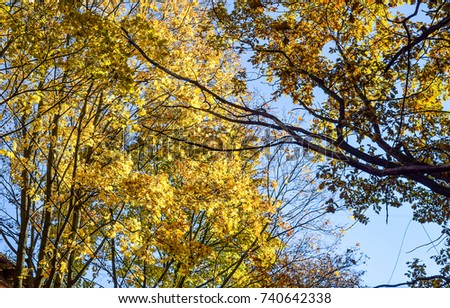 Autumn tree branches on blue sky background