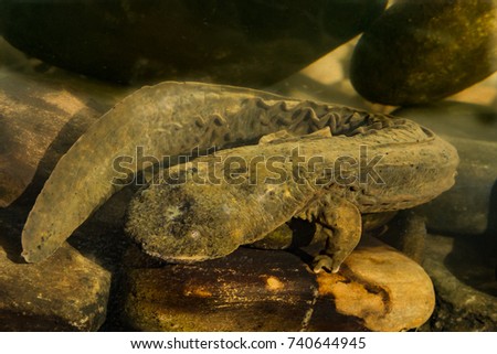 An Eastern Hellbender crawling on the bottom of the creek foraging for crayfish.
