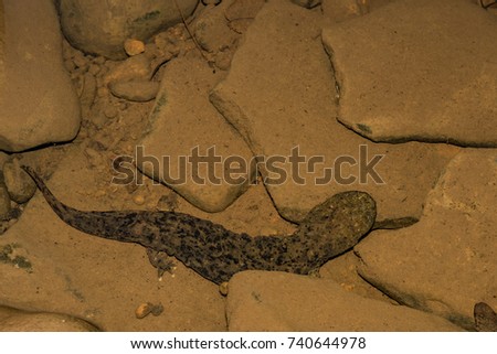 An Eastern Hellbender crawling on the bottom of a creek foraging for crayfish.
