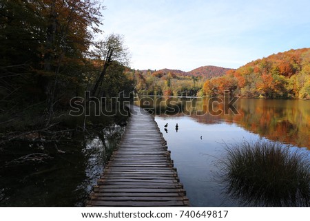 Two ducks float along a long wooden boardwalk over a serene pond. A forest with autumn colors is reflected in a clear blue pond. The calm fall scene is from the beautiful Plitvice Lakes National Park.
