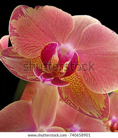 macro photo with a decorative background of Orchid flower with petals of pink tint as the source for design, advertising, prints, photos shop
