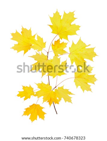 Stem with yellow fall leaves of a sugar maple (Acer saccharum) isolated against a while background Royalty-Free Stock Photo #740678323