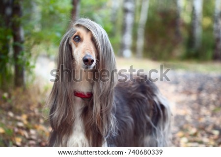 Smart dog  Afghan hound with ideal data stands in the autumn forest and looks into the camera. A long bang closes her one eye. Picturesque portrait of a dog.   Royalty-Free Stock Photo #740680339