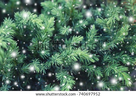 Natural spruce with snowy texture. Fairy Winter Holiday background. Merry Christmas and Happy New Year greeting card. 
