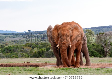 Elephants standing close to each other at the watering hole.