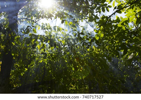 the sun's rays through the smoke in the woods