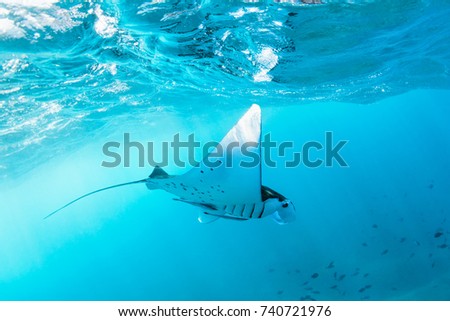 Underwater view of hovering Giant oceanic manta ray ( Manta Birostris ). Watching undersea world during adventure snorkeling tour to Manta Beach in tropical Nusa Penida island, Indonesia.  Royalty-Free Stock Photo #740721976
