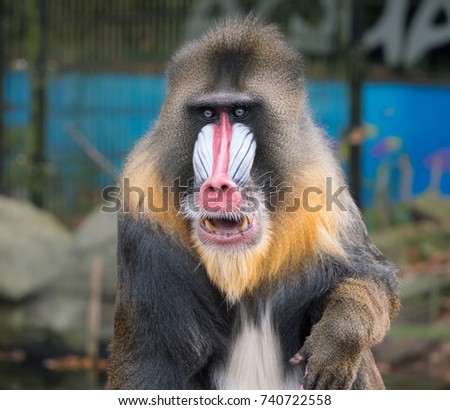 Frontal portrait of a mandrill monkey