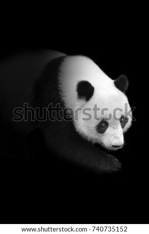 Panda bear walking out of the dark into the light, effect of darkness art