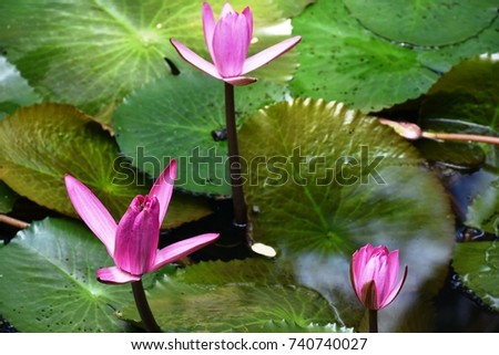 Pink water lily blossom in pond.