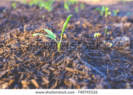 plants growing concept over sunlight in the morning,