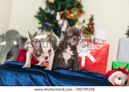 Two amazing Bulldog sitting near the Christmas tree New Year 2018