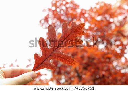 Autumn oak leaf. Outdoor. Park Modern photo