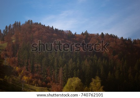 Forest landscape in autumn, blue sky and colorful trees 