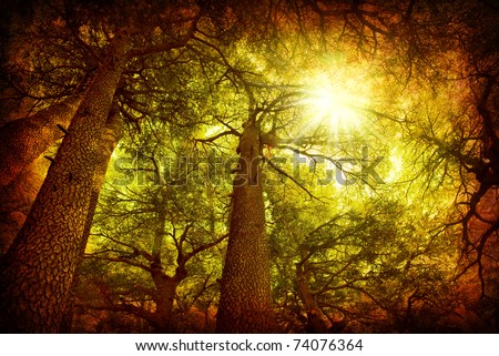 Cedar tree forest, rare Lebanese kind, grungy style photo