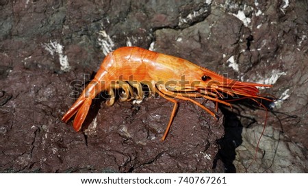 Sea  shrimp  