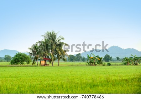 Scenery of paddy field in Kedah, Malaysia with wooden hut in the middle of paddy field and blue sky. selective focus Royalty-Free Stock Photo #740778466