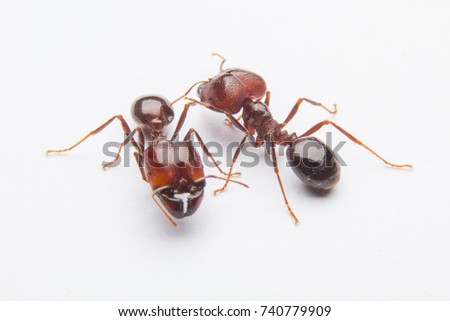 Fire ant on a white background.