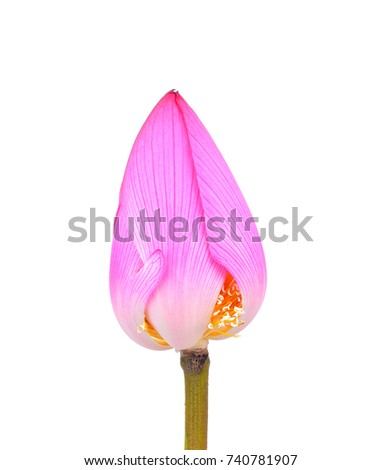 Bouquet of pink lotus buds  isolated on white background