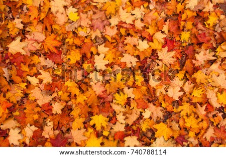 Red and orange autumn leaves background. Outdoor.
Colorful backround image of fallen autumn leaves perfect for seasonal use. Space for text. Royalty-Free Stock Photo #740788114
