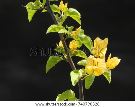 A branch with yellow flowers
