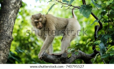 monkey in the jungle thailand.
