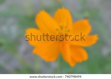 Blurry picture of yellow cosmos for background. 