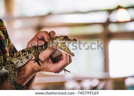 American Crocodile showing teeth structure at gator farm in the everglades