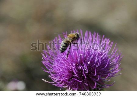 the bee collects the pollen from the thistle flower. Macro photography.