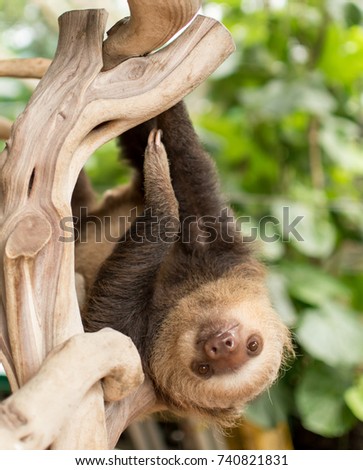 Baby tree sloth looking at camera from branch with green background