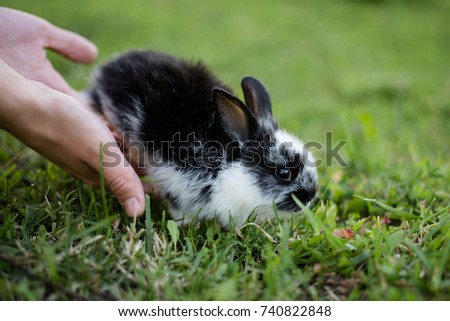 Rabbit in the hands