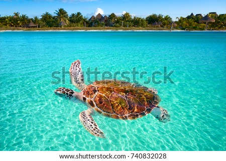 Holbox Island turtle photomount in Quintana Roo of Mexico Royalty-Free Stock Photo #740832028