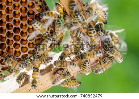 bees on honeycomb in apiary in the summertime