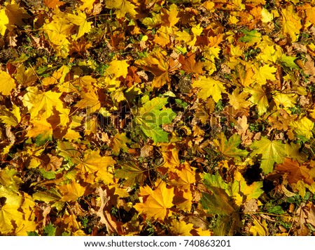 Yellow maple leaves on the ground in the autumn forest