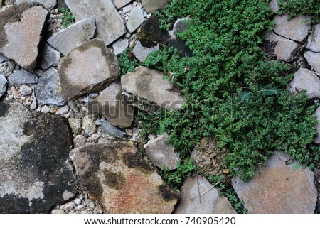 old vintage cracked floor with small tree