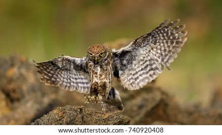 Little owl is flying with prey.  Athene noctua.