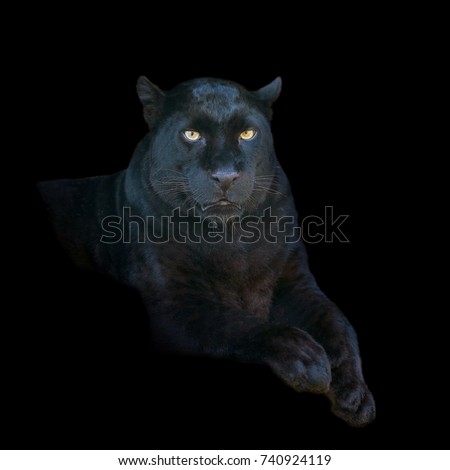 Portrait black leopard on dark background
