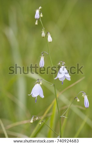 Adenophora is a genus of flowering plants in the family Campanulaceae, the bellflowers. Plants of this genus are known commonly as ladybells. Adenophora liliifolia, flowers; habit picture